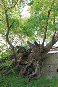 ケヤキの巨樹の写真