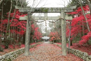 桧垣本八幡神社の写真