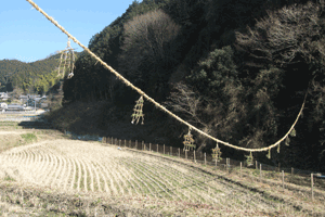 カンジョウ縄の写真