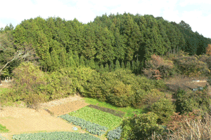 矢走城跡全景（南から）の写真